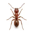 Ants