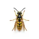 Bees