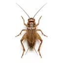 Crickets