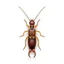 Earwigs