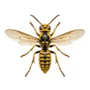 Hornets