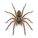 Spiders
